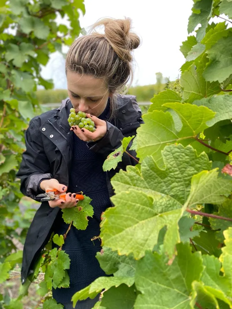 Em Wild in a vineyard in a black rain jacket, smelling a bunch of green grapes with secateurs still in her hand